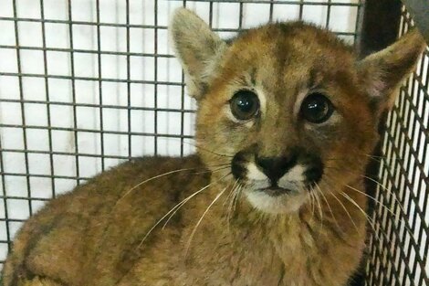 Santa Fe: una vecina de Arequito encontró un puma cachorro atrapado en una alcantarilla 