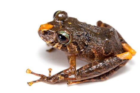 La Pristimantis es el género con más especies entre los vertebrados terrestres, con más de 569 distribuidas desde el este de Honduras y Panamá a través de los Andes hasta Bolivia, el norte de Argentina y Brasil.