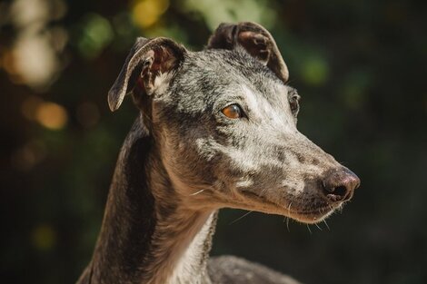 Polémica por la restitución de 70 galgos rescatados de carreras ilegales a sus antiguos dueños