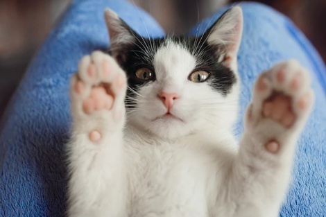 Un estudio demostró que los gatos pueden reconocer las voces de sus dueños. Imagen: FreePik. 