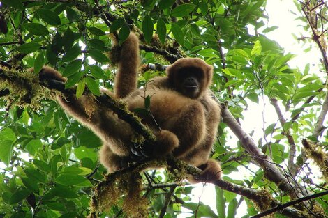 Un estudio alerta que los rápidos cambios actuales suponen una grave amenaza para varias especies de monos.