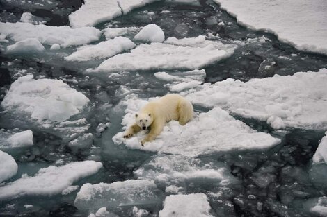 Cambio Climático: la ONU advierte que el mundo se dirige hacia una catástrofe