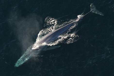 Las ballenas se alimentan, sobre todo, a entre 50 y 250 metros de profundidad, justo donde se sitúa "la mayor concentración de microplásticos en la columna de agua".