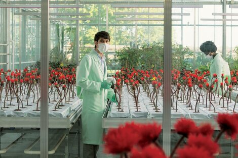 Un equipo de biólogos manipula genéticamente una flor que sería capaz de contagiar una felicidad permanente.