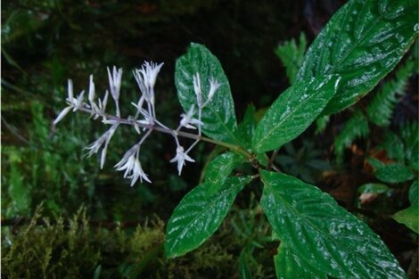 Descubren una nueva especie de planta en un bosque del centro de Perú