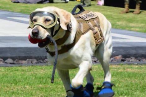 Murió Frida, la perrita rescatista que brilló durante el terremoto de México en 2017  