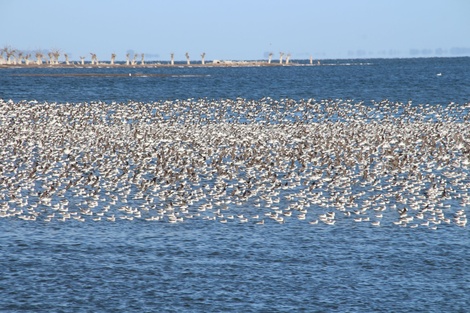 Las aves tomaron Epecuén