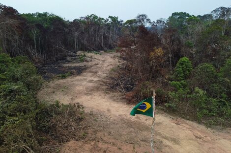 El mundial de la deforestación: cuáles son los países de América Latina que encabezan el ranking