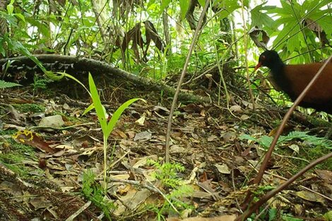 La paloma-faisán de nuca negra, una especie perdida para la ciencia desde 1882, fue redescubierta hace pocas semanas. (Foto: Re: Wild) 