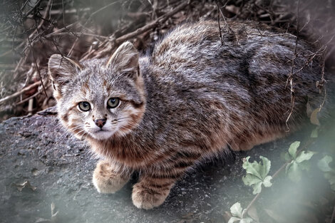 Gato del pajonal: un felino de los pastizales 