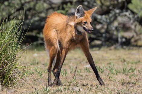 Devolvieron a su hábitat natural a un ejemplar de aguará guazú hallada en Santa Fe  