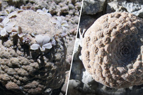 Las nuevas especies, denominadas Viola ornata y Viola longibracteolata, crece en la cordillera peruana. (Foto: Universidad Nacional Mayor de San Marcos)