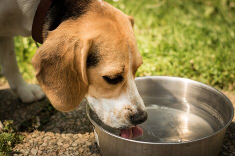 Cómo cuidar de un golpe de calor a perros y gatos.