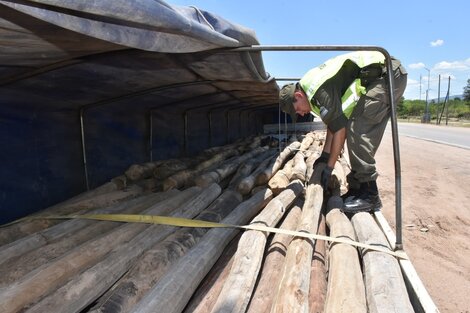 Un camionero circulaba con 700 postes de palo santo