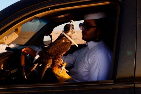 El qatarí que ama los halcones