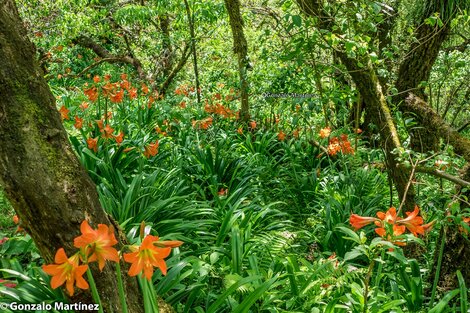 Azucena de las yungas | Especies amenazadas | Página12