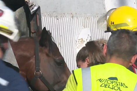 Un camión que trasladaba caballos de carrera volcó en Panamericana. (Foto: captura de pantalla)