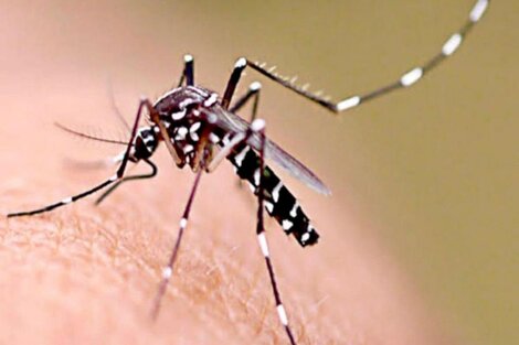 El dengue es una enfermedad viral transmitida por mosquitos que en los últimos años se propagó rápidamente.(Foto: Istock)