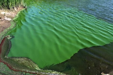 Alerta por cianobacterias en el Río de la Plata y lagunas bonaerenses