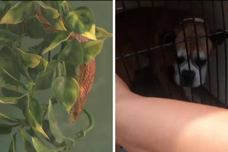Rescataron perros y animales exóticos de un departamento en Boedo