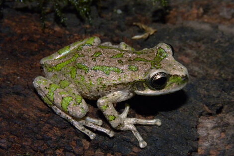 Rana marsupial de La Banderita