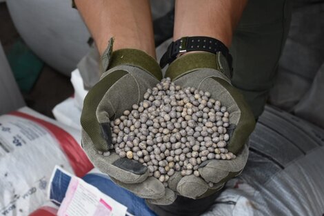 Incautan maíz, soja y hojas de coca en tres procedimientos