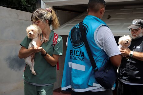 Desmontaron un criadero ilegal de perros en el barrio porteño de Belgrano