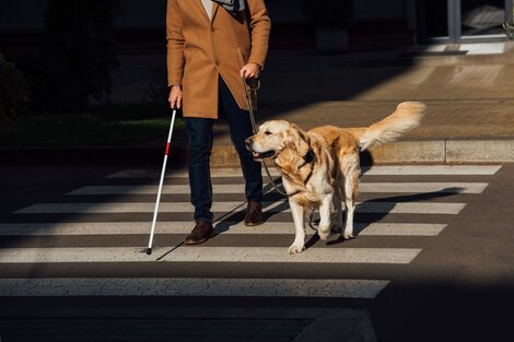 Fue creado el Registro de usuarios de perros guía