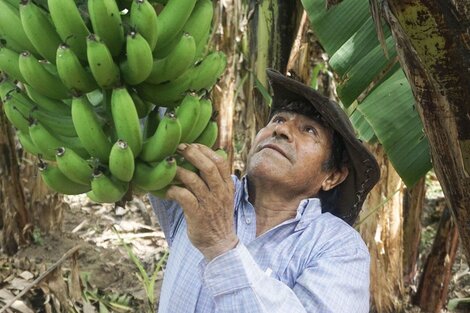 El dilema de la banana: commoditie o producción argentina