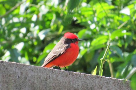 El churrinche, muy vistoso porque el macho tiene un color rojo brillante.