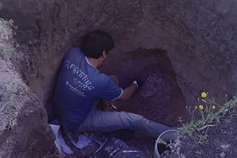 Increíble hallazgo en Necochea: encontraron restos de un "tigre dientes de sable"