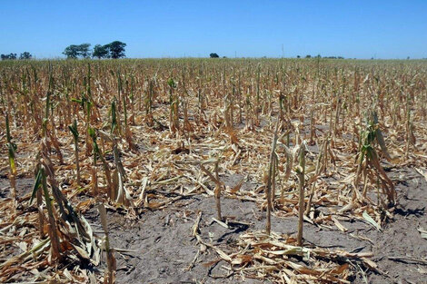 Podría perderse 25% de la cosecha