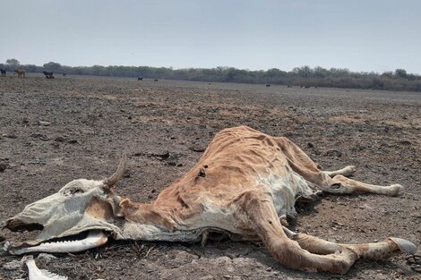 La producción agropecuaria argentina viene sufriendo los efectos de una sequía prolongada.