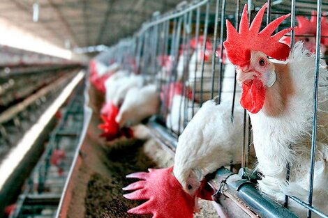 "La alternativa era aumentar el pollo"