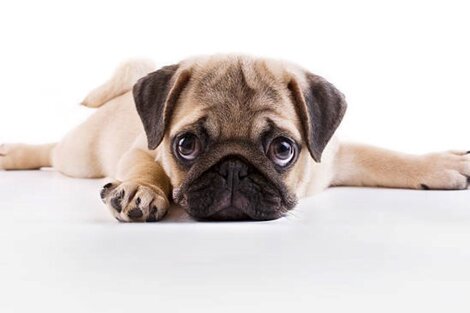 Los perros carlinos o pug son más propensos a sufrir problemas de salud, sobre todo respiratorios. (Foto:Pexels)