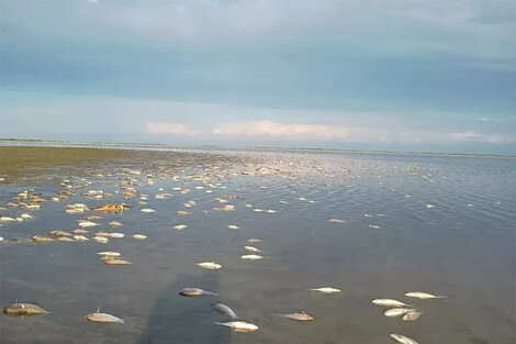 Los peces muertos se vieron en la localidad de Vera y Pintado.