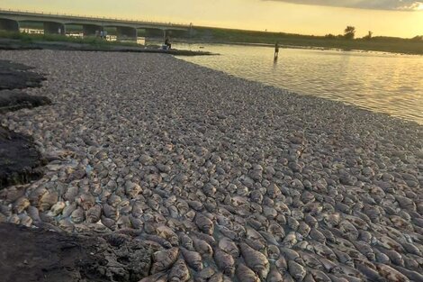 Analizan acciones ante gran mortandad de peces en laguna del norte de Santa Fe