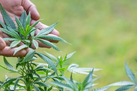 El Gobierno nacional puso en funcionamiento a la Agencia Regulatoria de la Industria del Cáñamo y el Cannabis Medicinal (Ariccame).