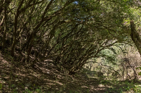 Bosque de arrayanes en Concepción  Catamarca. 