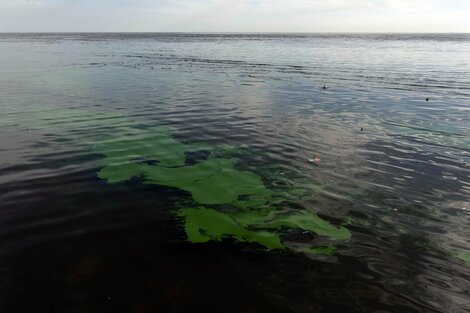 Alerta naranja por presencia de cianobacterias en aguas del Río de La Plata y lagunas bonaerenses  