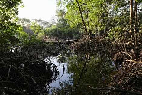 Bosque de mangle en Costa Rica