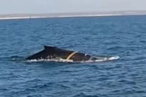 La ballena yubarta, también llamada gubarte o ballena jorobada, con el "anillo" enrollado en su cuerpo (Foto: Captura).