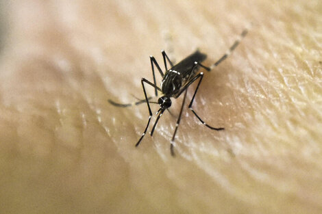 El mosquito Aedes aegypti es el transmisor del dengue. 