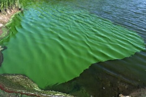 Alerta naranja por presencia de cianobacterias en el Río de la Plata