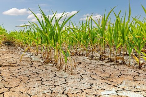 La Nacion decreta la emergencia agropecuaria en 19 distritos bonaenrenses 