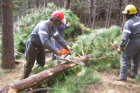 La justicia salteña avaló talas de bosques inconsultas