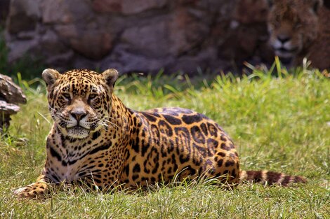 La yaguareté Tobuna había sido donada al proyecto de reintroducción de la especie en los Esteros del Iberá en 2015. 