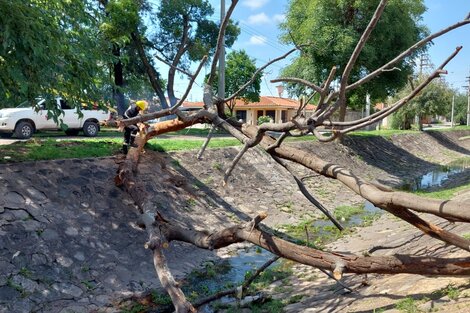 Tormenta en Salta: apagón con caída de árboles y ramas