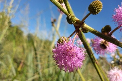 Hallan una nueva especie de flor en Misiones de la que no había registros 