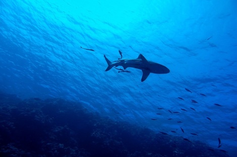 Un turista australiano murió tras ser atacado por un tiburón en Nueva Caledonia